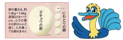 だちょうの卵とにわとりの卵のサイズ比較