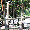 ダチョウの生態